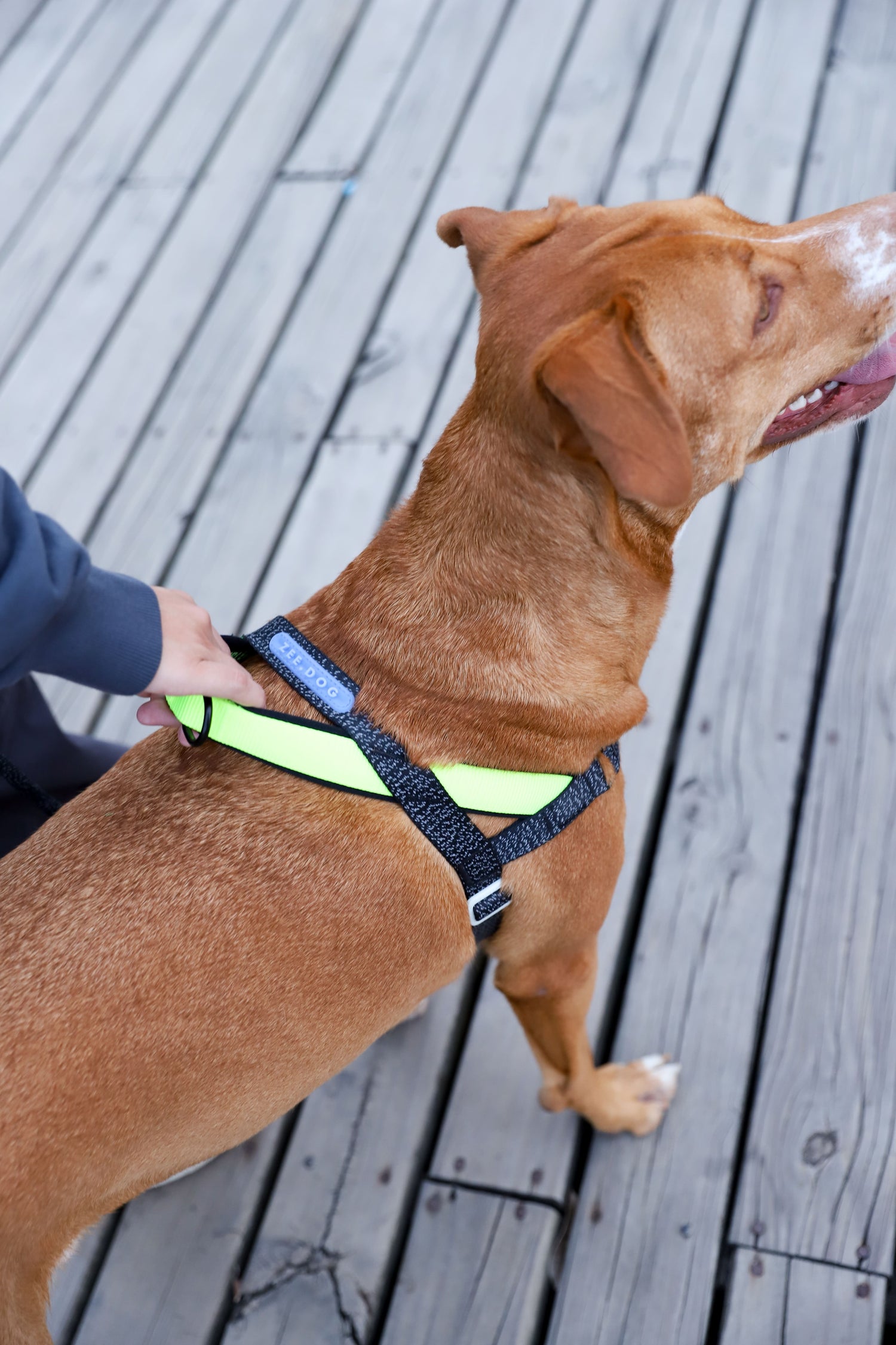 Pettorina Norvegese Softer-Walk NOX - con dettagli riflettenti