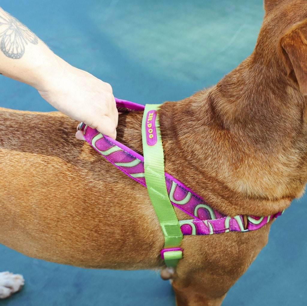 Pettorina Norvegese softer-walk H3D Jelly