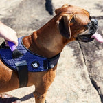 Pettorina con Maniglia - Flyharness Wicked