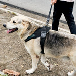 Pettorina con Maniglia - Flyharness Gotham