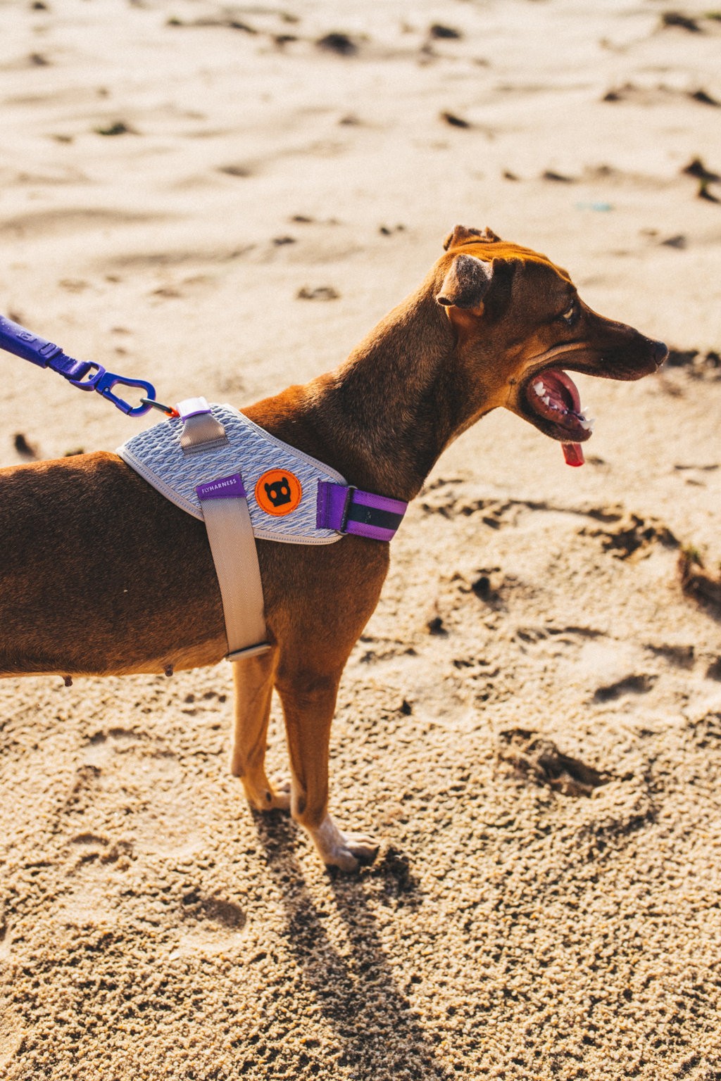 Pettorina con Maniglia - Flyharness ACG