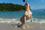 CANNON BALL