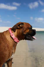 Collare Neopro Bubblegum