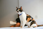 Collare Gatto Atlanta