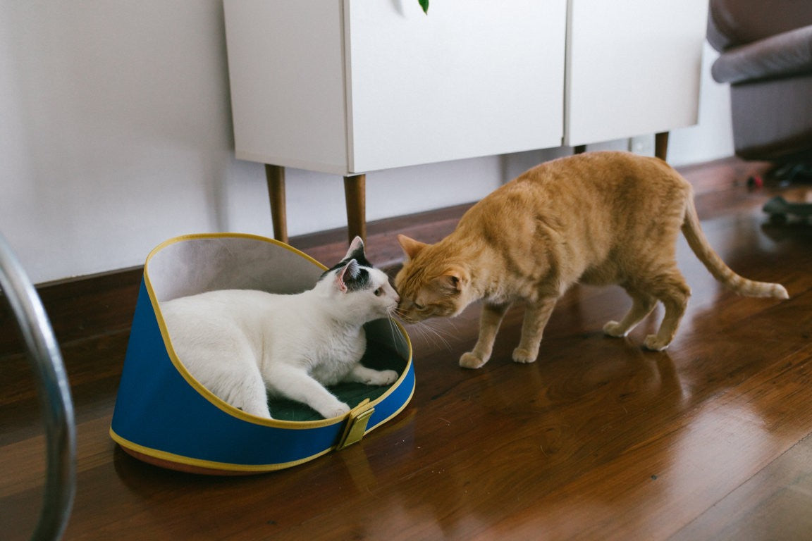 Zee.Cat Cuccia Gatto Polo
