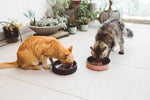Duo Bowl Black
