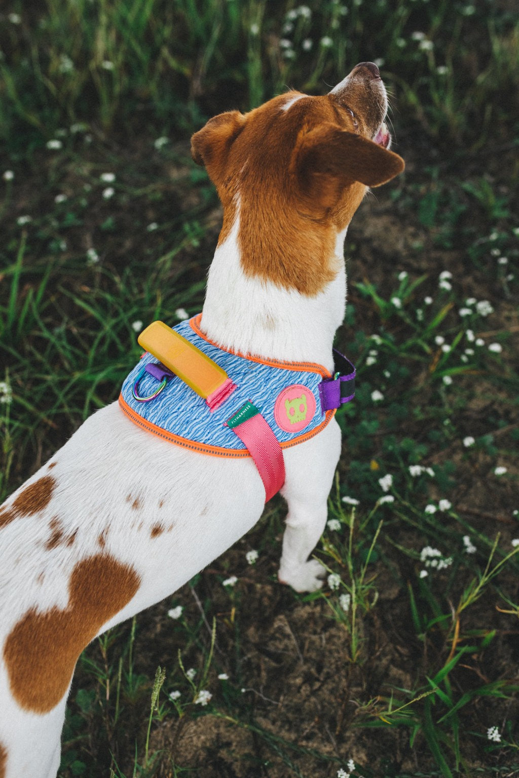 Pettorina con Maniglia - Flyharness Galaxy