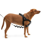 Pettorina Norvegese Softer-Walk Gotham