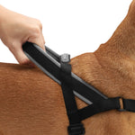 Pettorina Norvegese Softer-Walk Gotham
