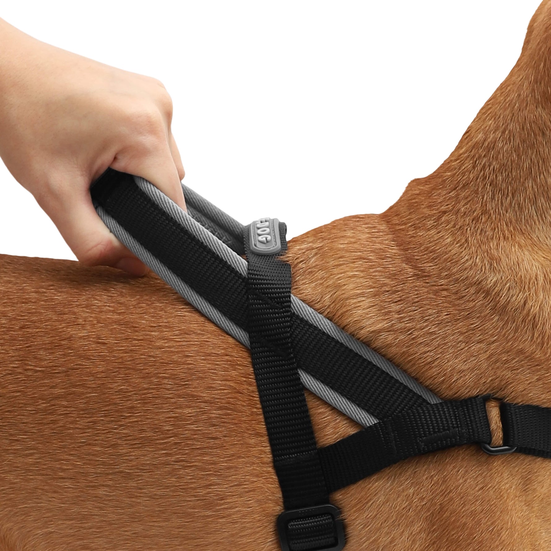 Pettorina Norvegese Softer-Walk Gotham