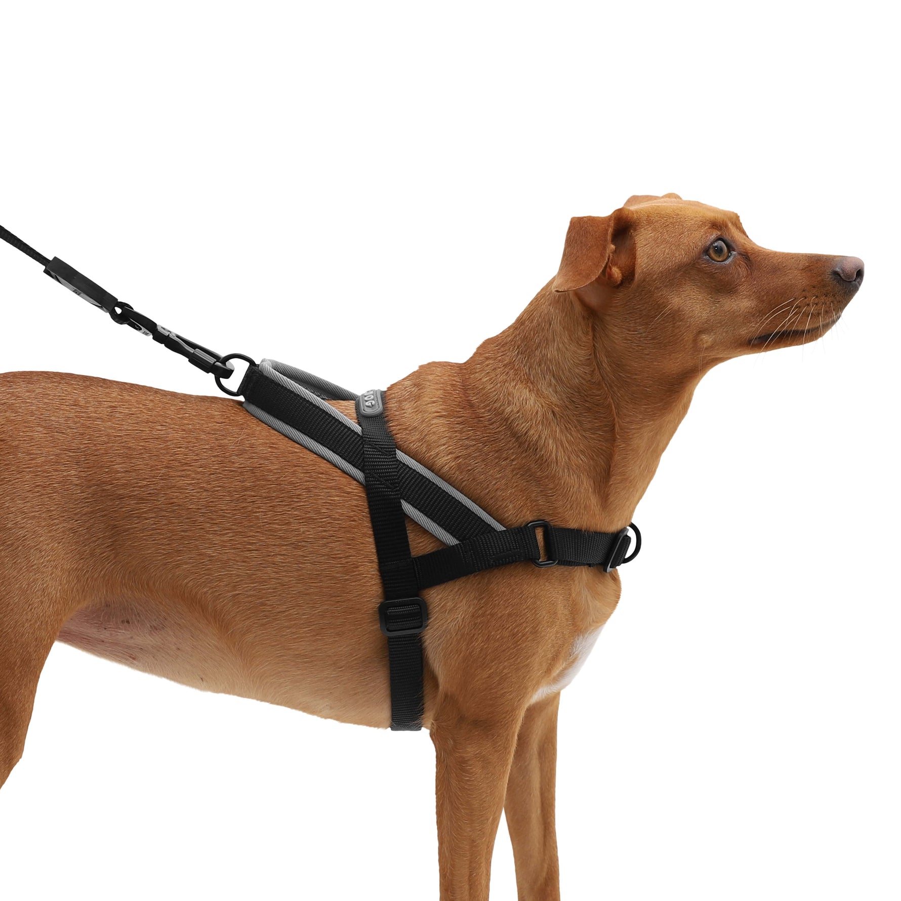 Pettorina Norvegese Softer-Walk Gotham