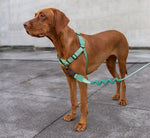 Guinzaglio ammortizzato 2.0 Army Green