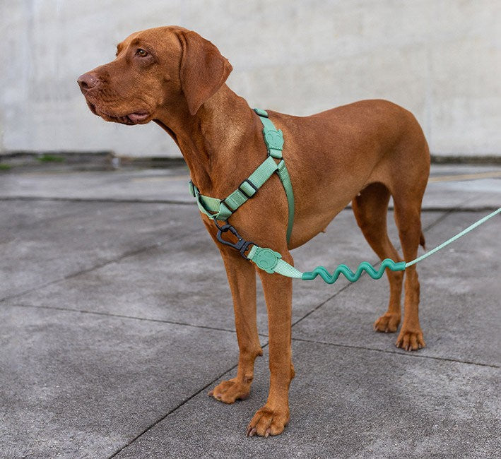 Guinzaglio ammortizzato 2.0 Army Green