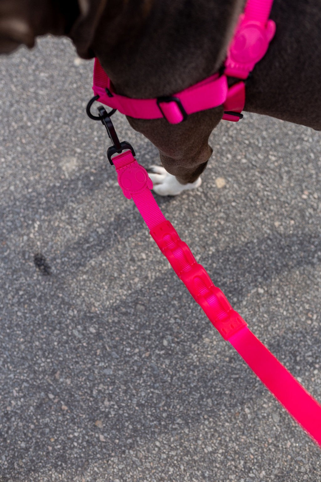 Guinzaglio Pink Led