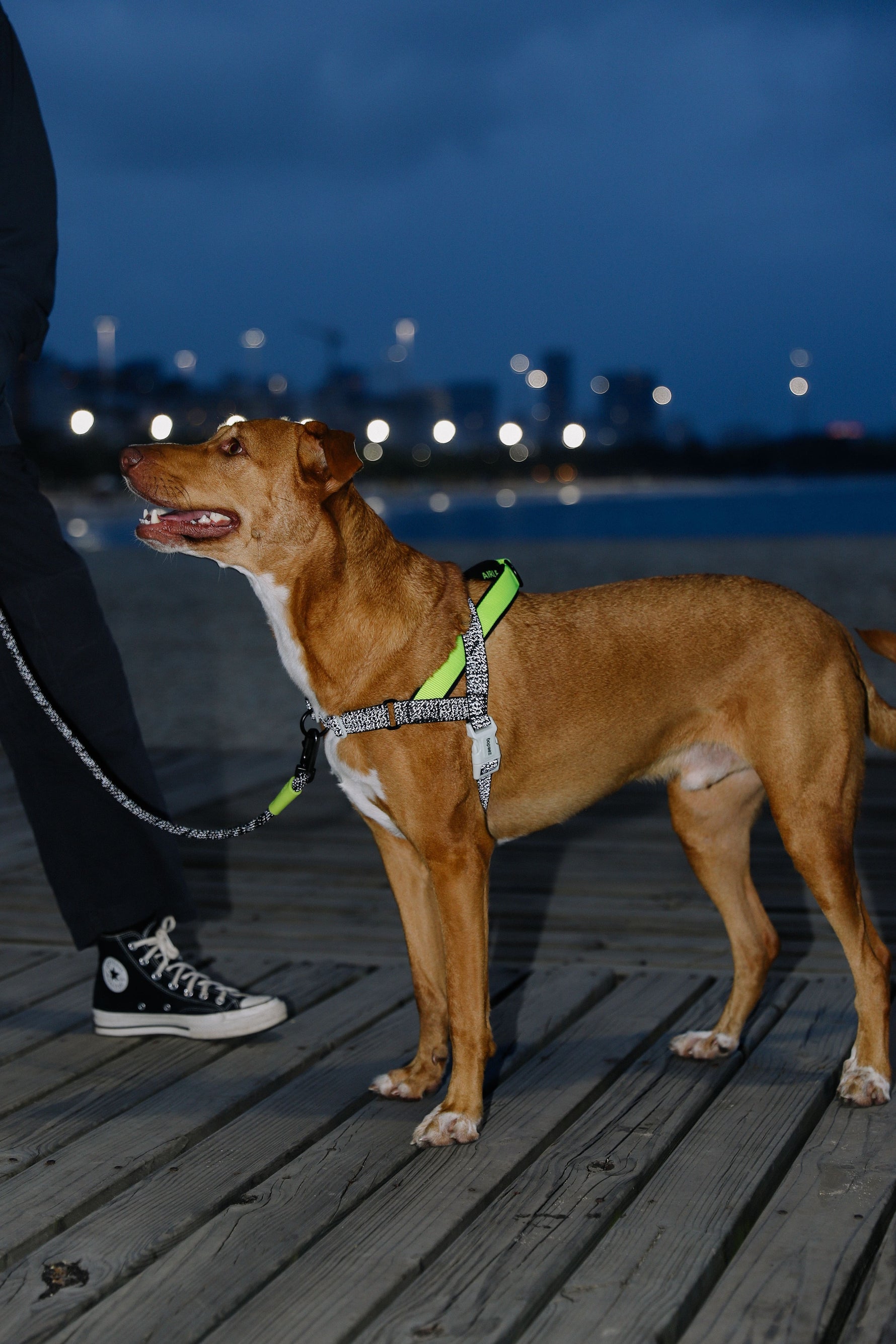 Pettorina Norvegese Softer-Walk NOX - con dettagli riflettenti