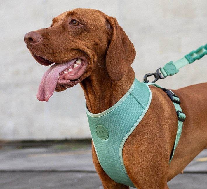 Pettorina a maglia regolabile Army Green