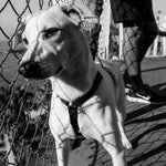 Pettorina ad H Gotham