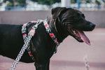 Pettorina ad H Mahalo