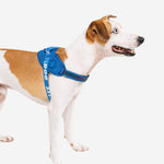 Pettorina con Maniglia - Flyharness Slam Dunk