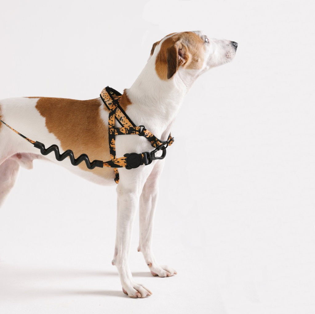 Pettorina Norvegese Softer-Walk Farm Rio Bossa Banana
