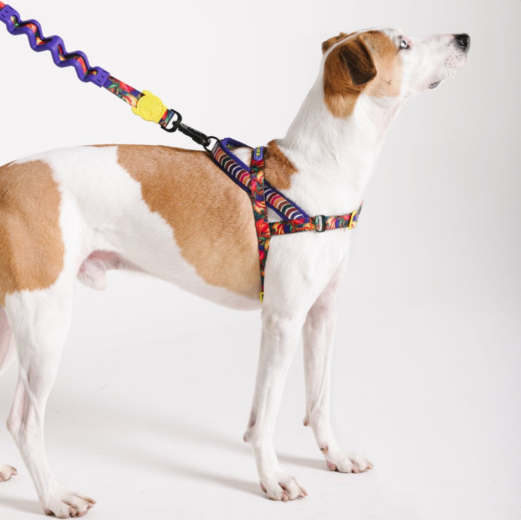Pettorina Norvegese Softer-Walk Farm Rio Samba