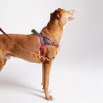 Pettorina Norvegese Softer-Walk Farm Rio Selva