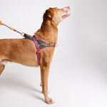 Pettorina Norvegese Softer-Walk Farm Rio Selva