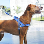 Pettorina Norvegese Softer-walk H3D Fly