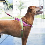 Pettorina Norvegese softer-walk H3D Jelly