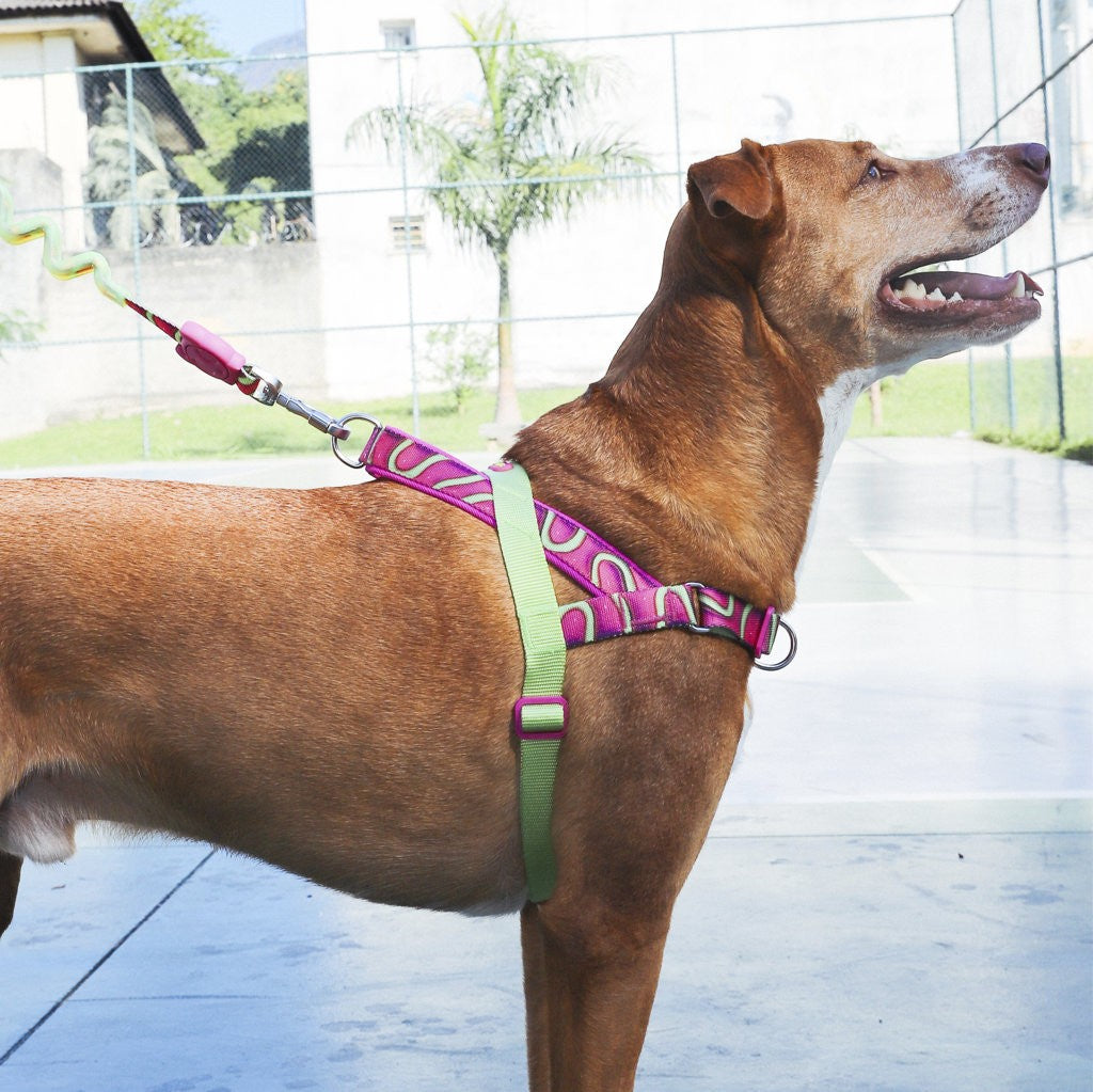 Pettorina Norvegese softer-walk H3D Jelly
