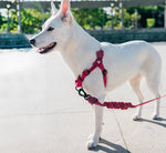 Pettorina Soft Walk Bordeau