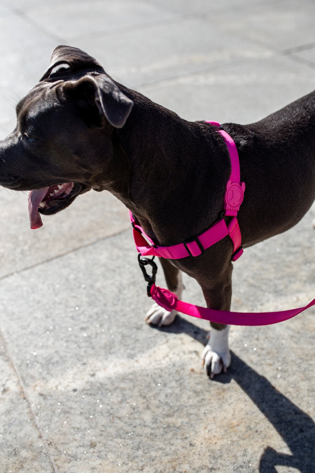 Pettorina Soft Walk Pink Led