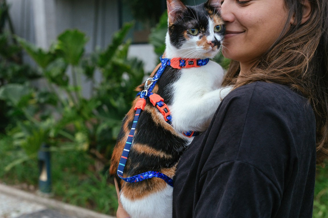 Set Pettorina e Guinzaglio Gatto Atlanta