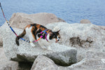 Set Pettorina e Guinzaglio Gatto Prisma