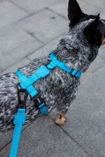Pettorina ad H Ultimate Blue